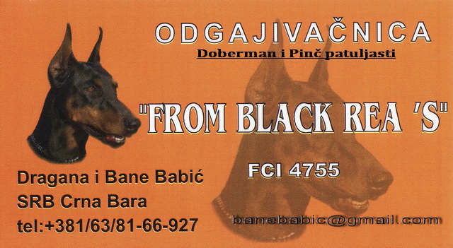 oglasi, PATULJASTI PIN I DOBERMAN tenci